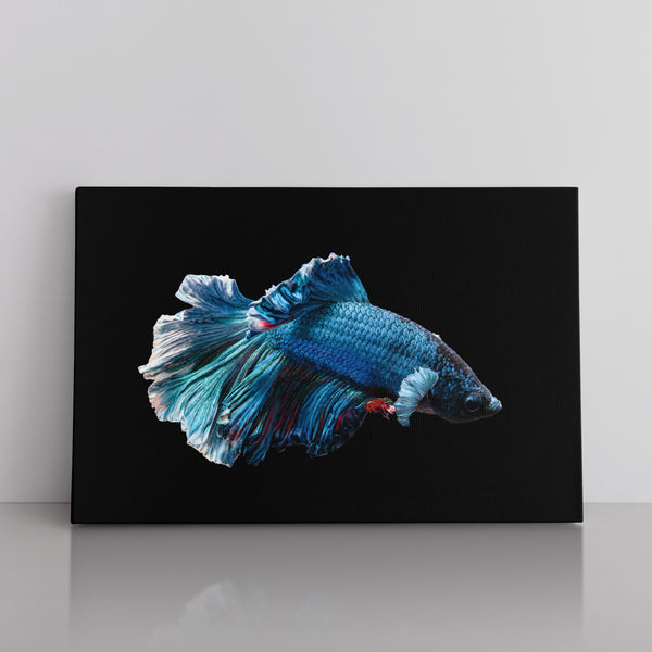 The Siamese Fighting Fish