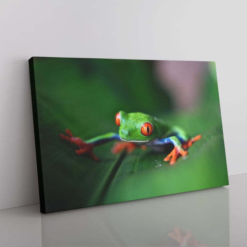 Colorful Frog