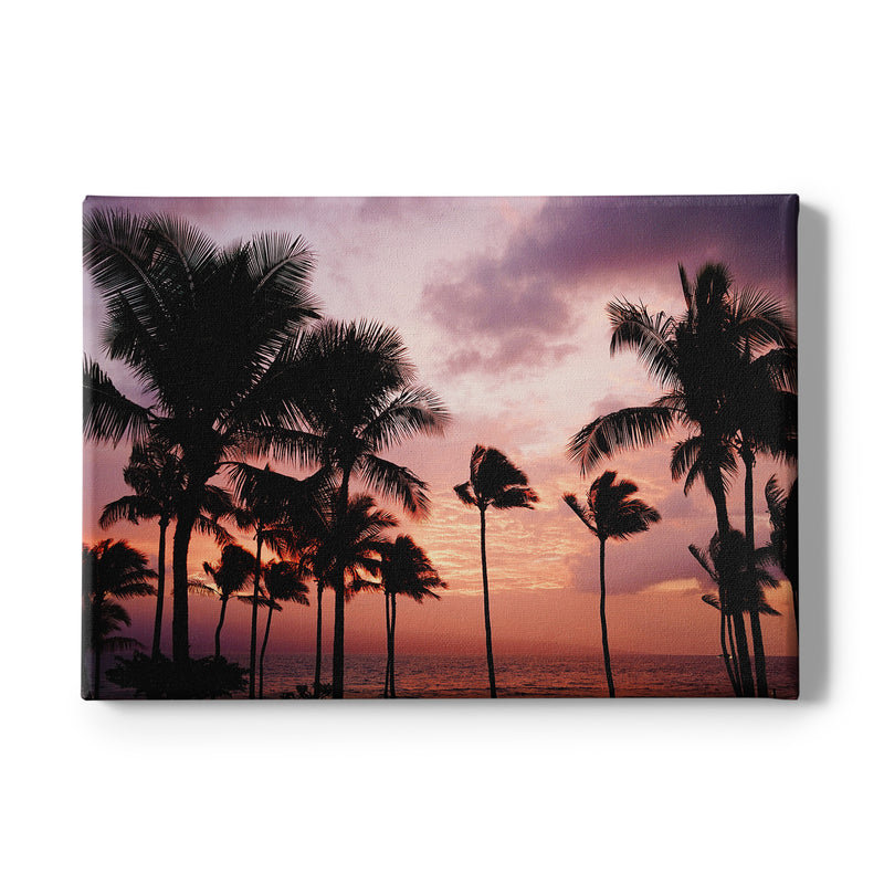 Palm Trees / Sunset